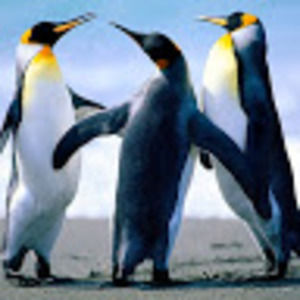 Meet your Posher, Tessa